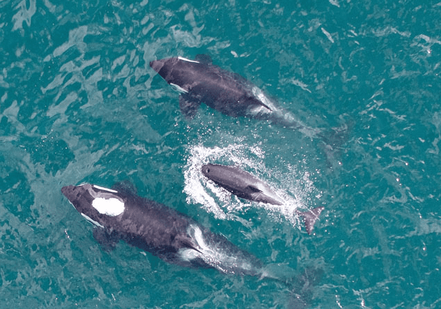 Orca pod 20,000 marine species Vancouver marine facts